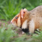 Gefährdung Feldhamster (Cricetus cricetus) David Cebulla