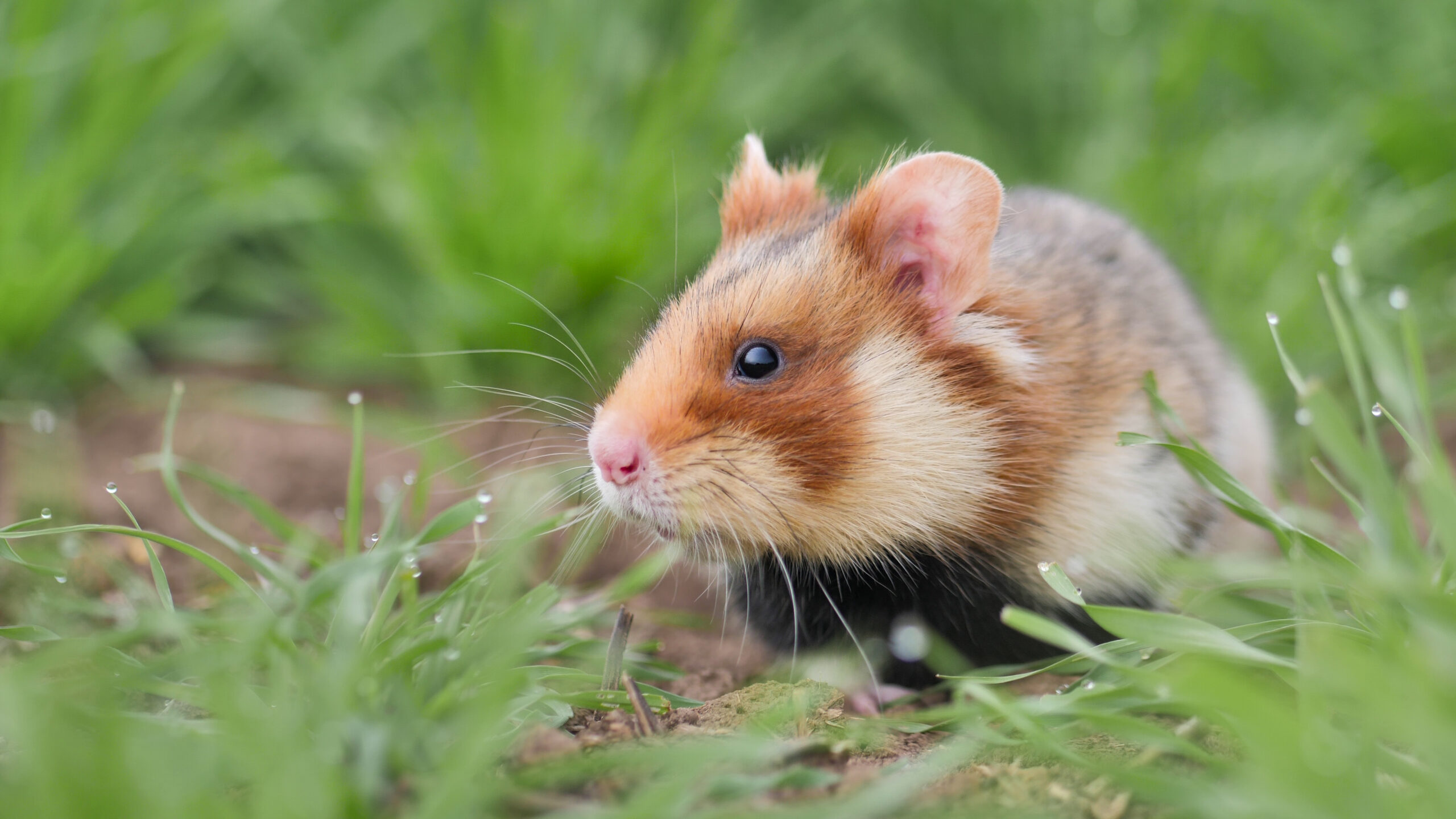 Common hamster (Cricetus cricetus) David Cebulla Film European hamster