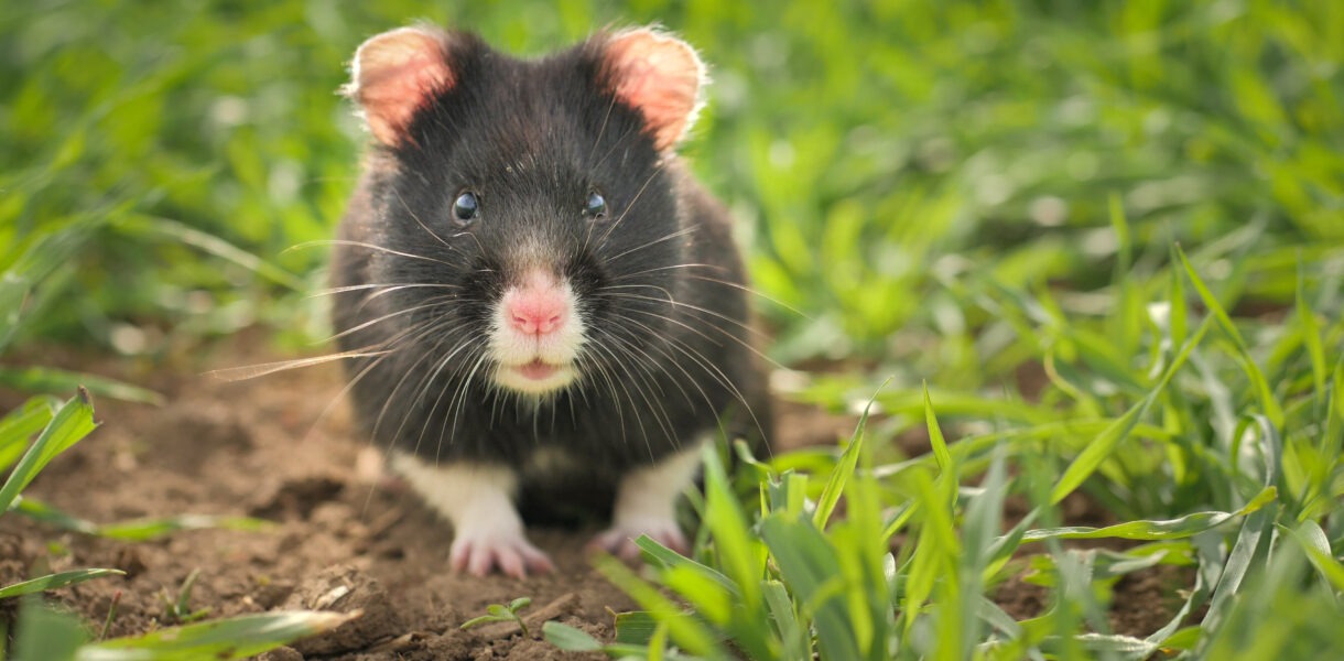 Schwarzhamster schwarzer Feldhamster, Foto: David Cebulla