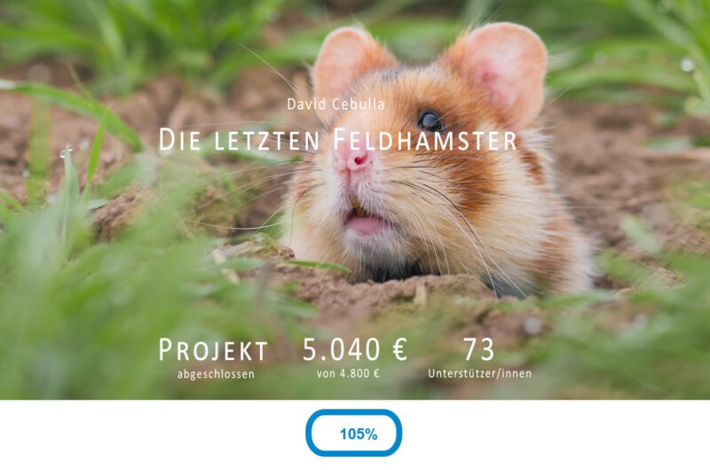 Crowdfunding-Kampagne für den Feldhamster