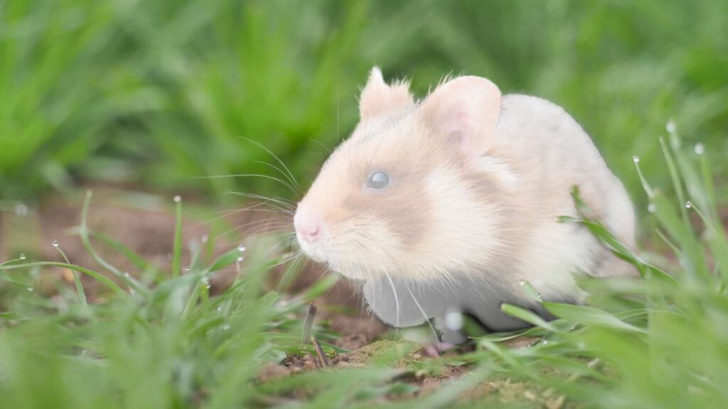 Feldhamster Rote Liste Thüringens Aussterben