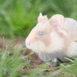 Feldhamster Rote Liste Thüringens Aussterben