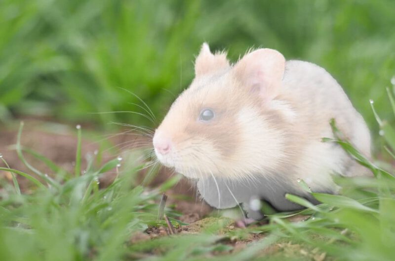 Feldhamster Rote Liste Thüringens Aussterben