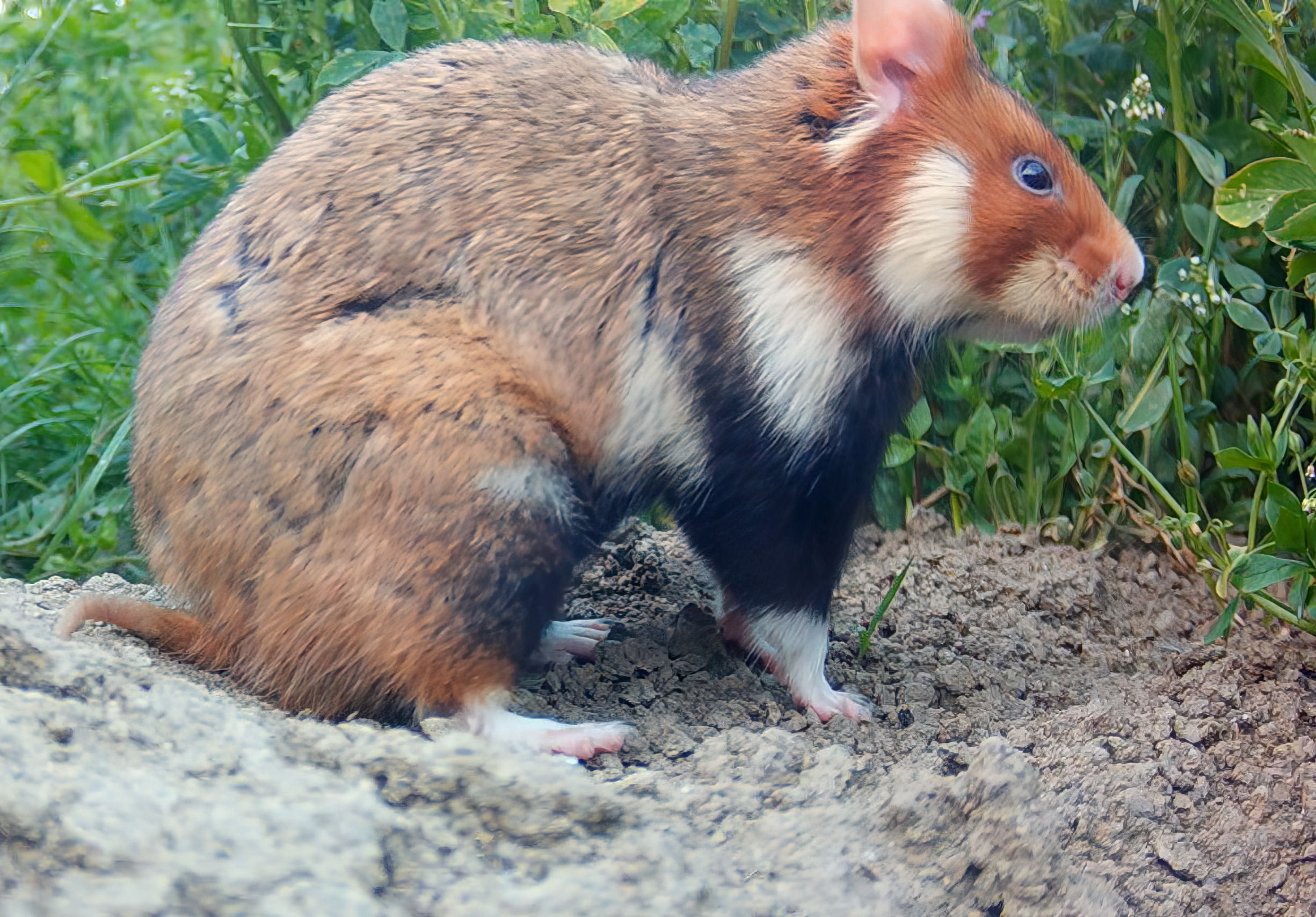 Common hamster poop - feces of Cricetus cricetus