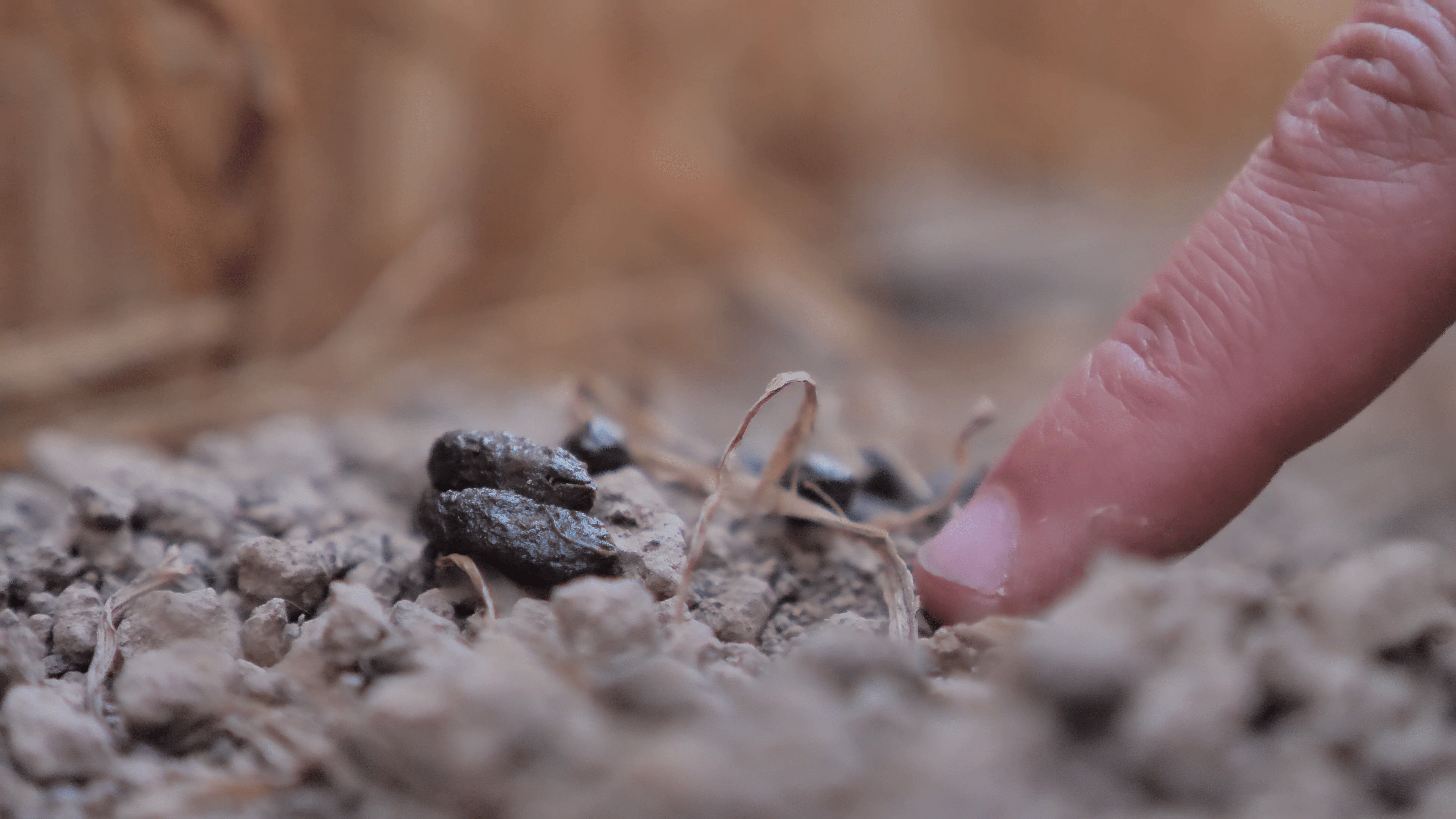 Common hamster feces - size (Cricetus cricetus)